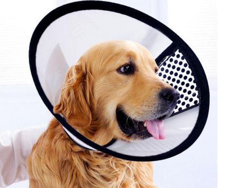 Elizabethan Collar for dogs cats